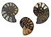 Three 4/5 To 1 Inch Thin Ammonite Slices From Morocco EBS8387A/21324