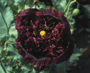 Il vous suffit de graines de fleurs???Pavot Paeoniflorum???Noir Paeony???350?graines de Cover