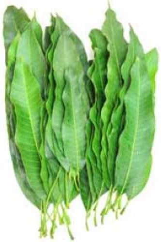 Mango Leaves / Fresh (5 - 7 leaves) by IndianBlend