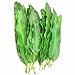 Mango Leaves / Fresh (5 - 7 leaves)