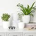 T4U 6 Inch Self Watering Planters Plastic Plant Pot, Modern Decorative Flower Pot/Window Box for All House Plants, Flowers, Herbs, African Violets, Succulents - White, Set of 6