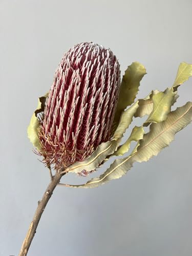 Welcome Logo Flores 2 Ramilletes Banksia Seca Decoración miniatura 4