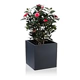 Macetas de fibra de vidrio CUBO, gris antracita mate