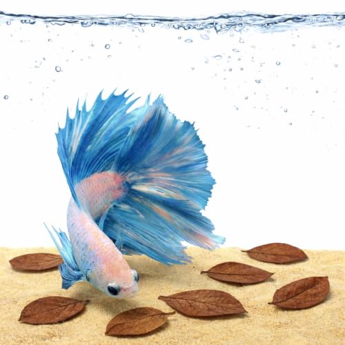 SunGrow Betta Leaves, 2”, 50 Pcs Beneficial Mini...