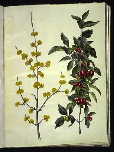 Cornus Mas poster sur toile Holtzbecker pour decoration salon élégante 50x70
