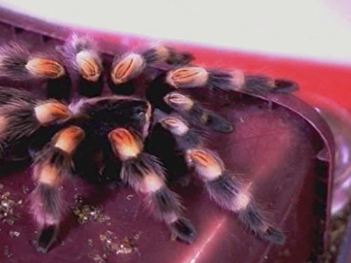 Maria Creepy Crawly Councilor