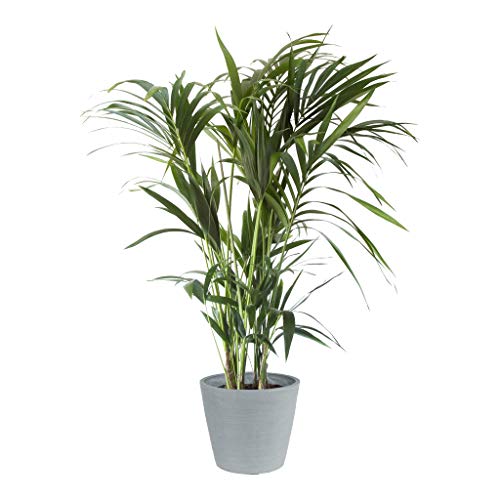 Kentia Palm | houseplant | Indoor Plant | Height 125 cm | Pot 24 cm | Living Room Ready Potted Plant in Blue Stone Ecopots