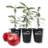 Dwarf Red Pomegranate Tree - 3 Live Tissue Culture Starter Plants - Edible Fruit Bearing Tree for The Patio and Garden