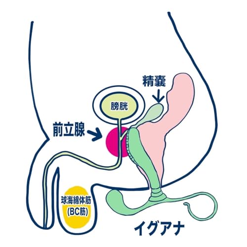 エネマグラ イグアナ Pro（正規品）“マイクロナノ仕上げによるエネマグラProシリーズ登場！！ 初心者向け【初期化・ピンポイント・刺激強め】男女兼用 ディルド アナルプラグ 非電動 ドライオーガズム専用 【日本製 医療用途樹脂使用 】 - 画像2