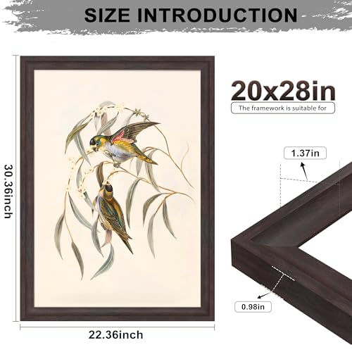 Image of 20x28 Picture Frame Walnut Brown with Black Back Board, Curved Extra Wide Edges, Wooden Vintage Style Poster Frame 20x28 for Wall Decor.