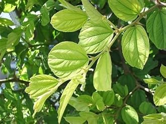 SUPER SHOP BER Leaves Green Natural Plum Leaf Desi Ber(111Leaves Set)