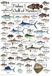 18" x 24" Fishes of The Gulf of Mexico Puzzle 550pc