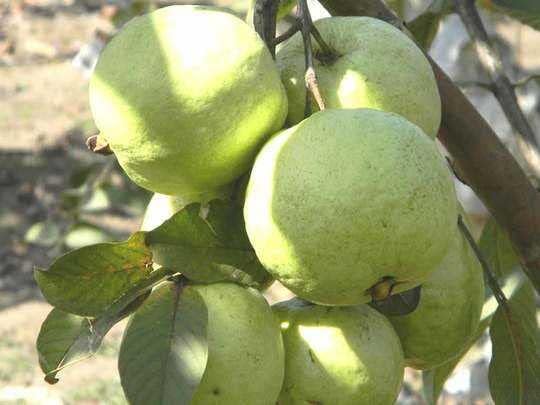 Cloud Farm Thai Guava Plant Hybrid Air Layering all seasons - Thai 7 Guava Tree Fruit & Fruit Tree,CF_03 (B0D86SN4S6) Amazon Price History, Amazon Price Tracker