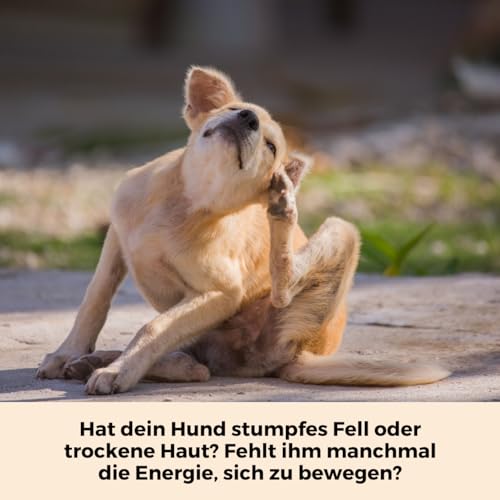 Dog-Native Wildfischöl für Hunde, Omega-3 Öl für Fell & Haut, Fischöl aus Wildfang, Barföl mit Vitamin E, Lachsöl Alternative in dunkler Glasflasche, 500ml