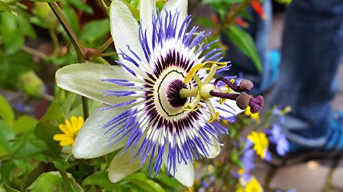 NIKA SEEDS - Seeds Flowers Passionflower Purple Perennial Exotic - 3 Seeds
