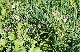 GGOOT 15pcs Zapallo Plomo Squash Gourd Seeds