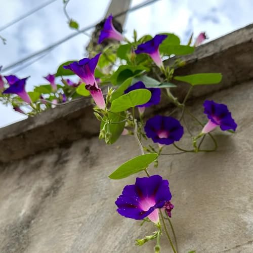 semillas resistentes de gloria de la mañana, semillas de gloria de la mañana, Decoración de jardín para exterior, plantas de balcón. plantas trepadoras resistentes, semillas orgánicas 600pcs