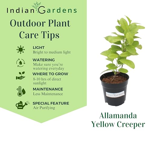 Image of Indian Gardens - Creeper Plant | Ornamental Climber for Balcony, Terrace & Garden | Easy to Grow Plant in 4 inch Pot (Allamanda)