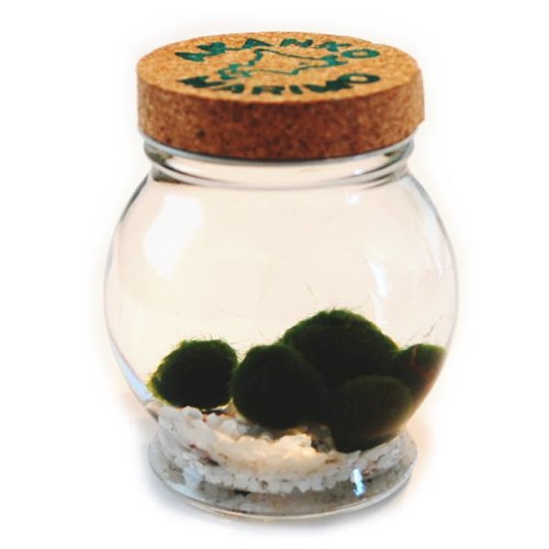 Amazon.co.jp: コルク瓶に入った水道水で育つ養殖まりも5個入り