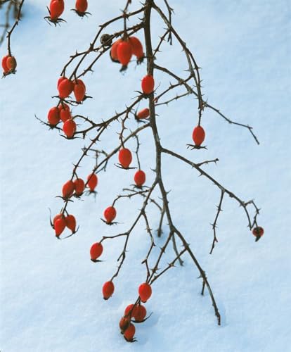 Rosa canina 40–60 cm – Winterhart & Mehrjährig & Pflegeleicht – Hundsrose – Heckenpflanze für Garten & Sichtschutz