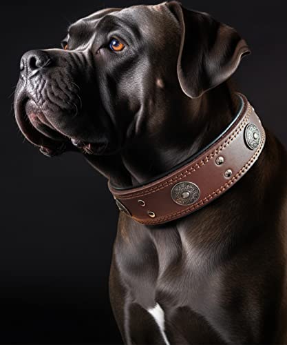 Leather Dog Collar, 2 Inches Wide Heavy Duty Genuine Leather Collars, Handmade, Soft, And Luxury, Eye-Catching Best Choice For Large And Medium Breed Dogs 22.5-26.5 Inches #TOP2