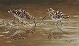  Becacinas - Lámina sobre lienzo. Agachadizas (Gallinago gallinago) 45 x 26 cms. Cuadros de animales, aves, pájaros