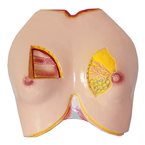 Modèle anatomique de sein féminin en PVC comme support de cours d'anatomie