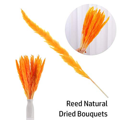 30Pcs Dried Flowers 17 Inch Natural Dried Pampas Grass Reed Plant With Box Real Flowers Romantic Wedding Flower Bulrush Bouquets Flavorful Durable For Diy Home Decor Matching Photography (Orange) #TOP5