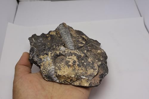 Image of Natural Orthoceras Fossil from Devonian Period Fossil from Morocco A307