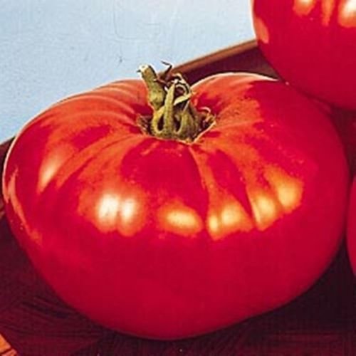 Big Beef Tomato 25 Seeds Early...