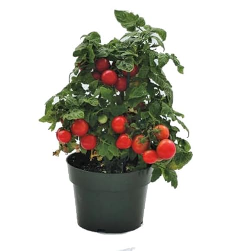 DECOALIVE Tomate Cherry Planta Natural para el Hogar