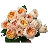 Fresh Cut Juliet Garden Roses Bouquet David Austin Roses Peach Orange Garden Roses Fresh Cut Flowers for Wedding Home Decor Gift (12)