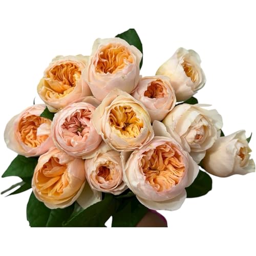 Fresh Cut Juliet Garden Roses Bouquet David Austin...