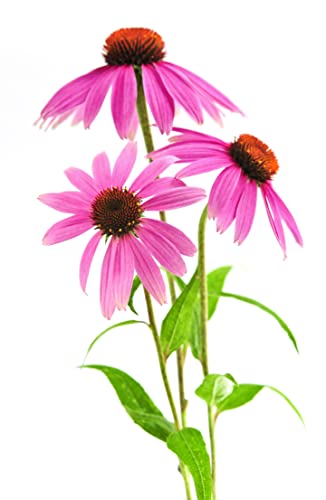 Echinacea Purpurea Purple Coneflower Seeds For Planting - Heirloom, Non-Gmo, Usa Grown Flower Seeds By Rdr Seeds #TOP2