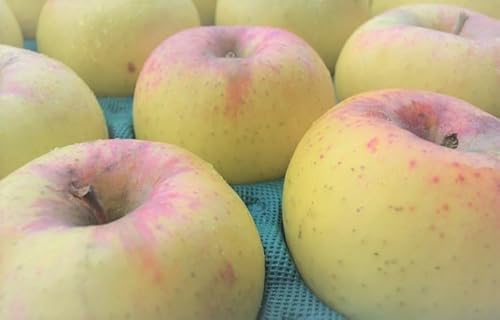 쌧Y Y_ƒ uv ƗpN 5`12 2.5`3/ n11{珇Jn\Iinx̐isɂn͑Oサ܂j