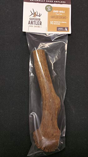 1-Giant-Jumbo Whole Elk Antler For Dogs –Xxxl All Natural Premium Grade A. Antler Chew. Naturally Shed, Hand-Picked, And Made In The Usa. No Odor, No Mess. Guaranteed Satisfaction. For Dogs 60-90+ Lbs #TOP7