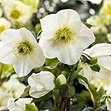 Lenten Rose 10 Seeds - Helleborus - Shade Perennial