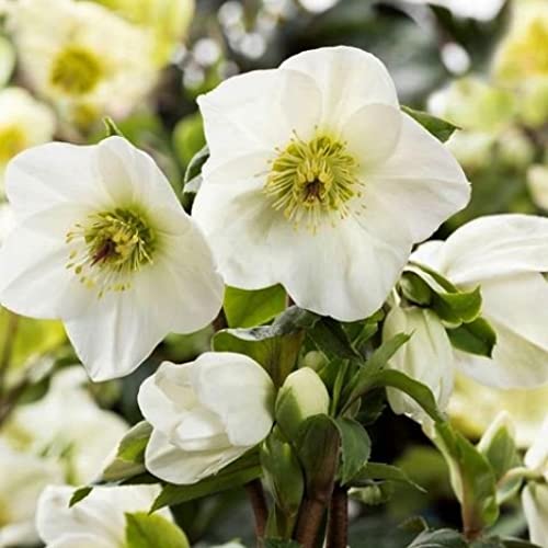 Lenten Rose 10 Seeds - Helleborus - Shade Perennial Lenten Rose 10 Seeds - Helleborus - Shade Perennial