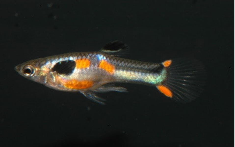 Swimming Creatures™  Mixed Endler's Livebearer (Poecilia wingei) Live Tropical Freshwater Aquarium Fish (12 Pack)