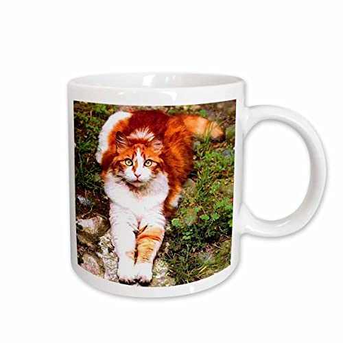3dRose Orange Cat 11oz Mug