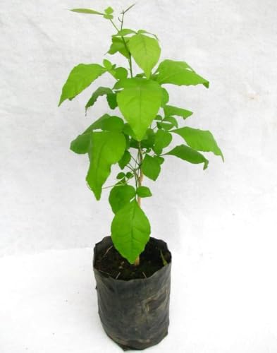Image of Gutikolom Bael Plant | Bel Patra Live Fruit Plant | Healthy Plant for Home Garden, Terrace & Outdoor Gardening | Pack of 1