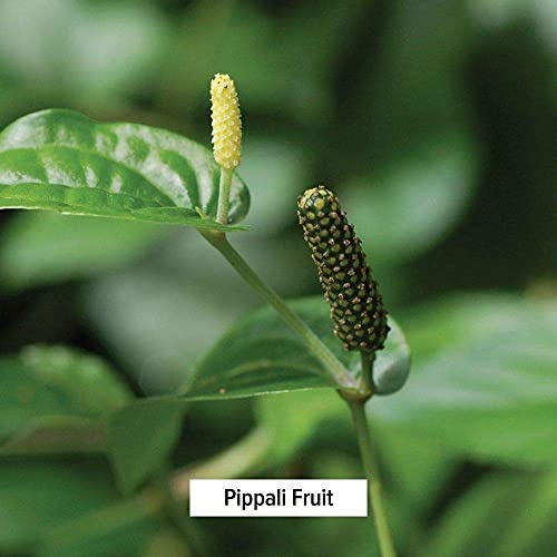 Banyan Botanicals Organic Pippali Powder - Piper Longum - Certified Usda Organic - Spice Jar - Long Pepper - Ayurvedic Cooking Spice With Digestive And Respiratory Benefits* #TOP4
