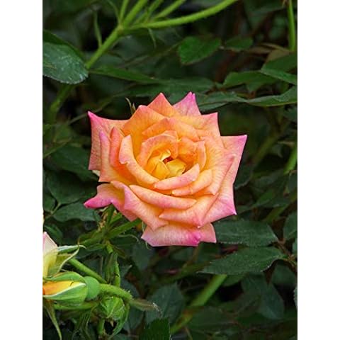 Rose George's Pride Ideal Plant & Flower Gift for Fathers Day & All Occasions Personalised Gift for Dad,Grandad,Him,Boy Cover
