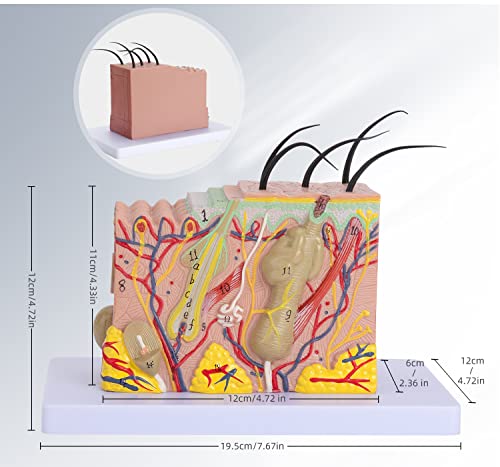 Image of Human Skin Model 35x - 35 Times Skin Structure Anatomical Model Skin Color Model Teaching Medical Model