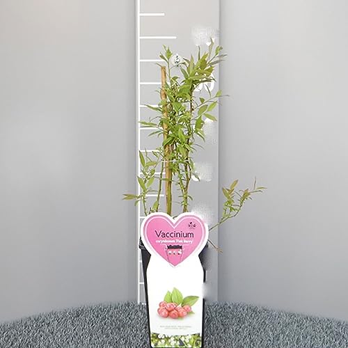 SAVINI VIVAI Pianta di Mirtillo Rosso Europeo Tardivo Piante di Frutti di Bosco Mirtilli Albero in vaso 11x11 cm Altezza 50 cm Made in Italy