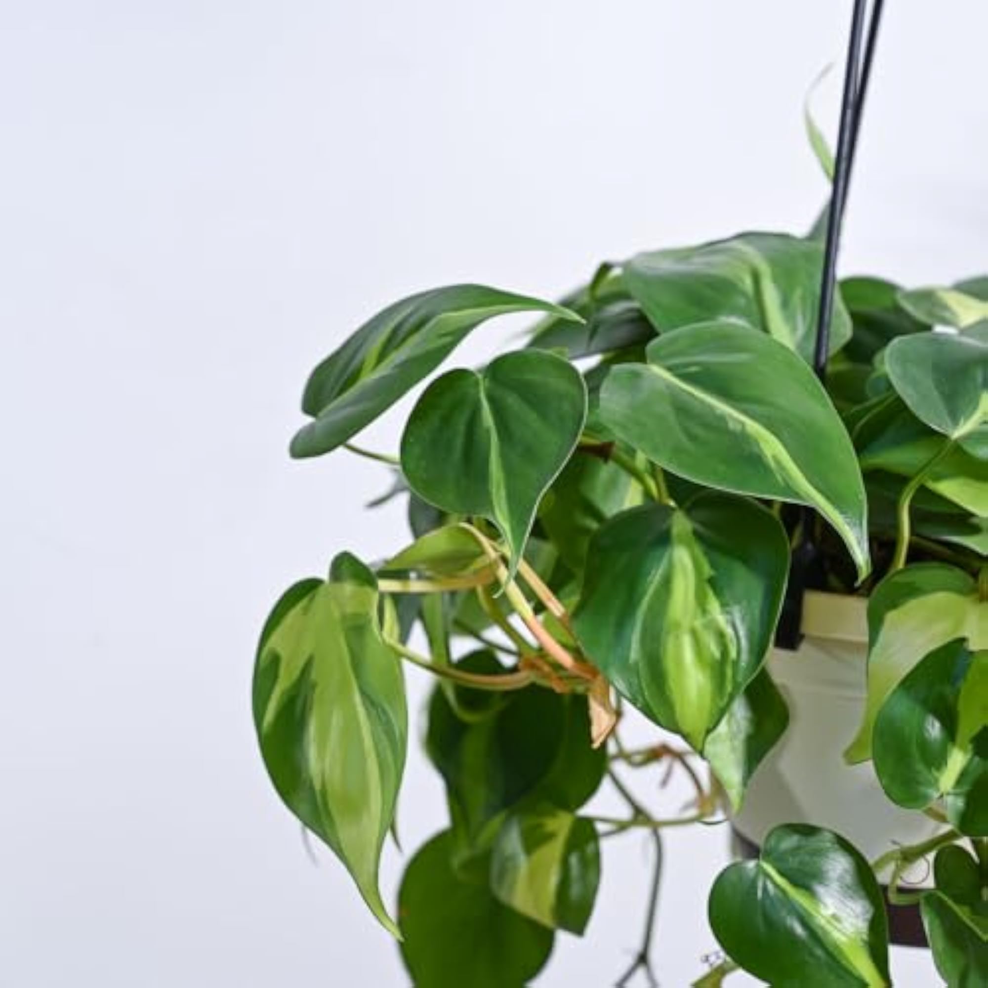 Philodendron Oxy Brasil Hanging Plant with Pot, Indoor Decor
