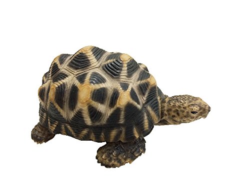 インドホシガメ 亀 カメ 貯金箱 リアル オブジェ 置物 PET BANK STAR TORTOISE (ペットバンク スター トータス) #1168のサムネイル