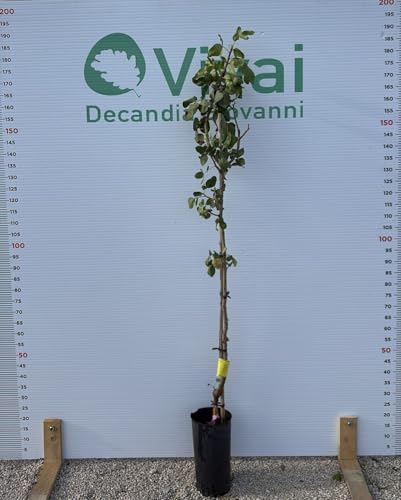 PIANTA DI PISTACCHIO IN VASO "C-ESPECIAL" DI INNESTO UCB1 (maschio)