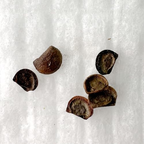 �y��q�z�t�B�����T�X�E�~���r���X 5s Phyllanthus mirabilis