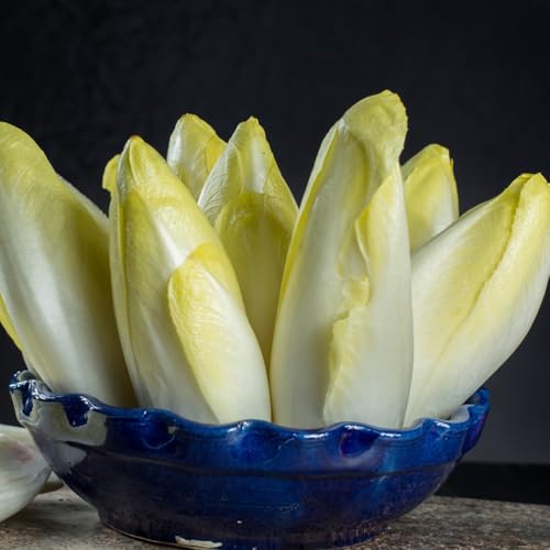 semillas de achicoria resistentes - jardín orgánico balcón 50pcs